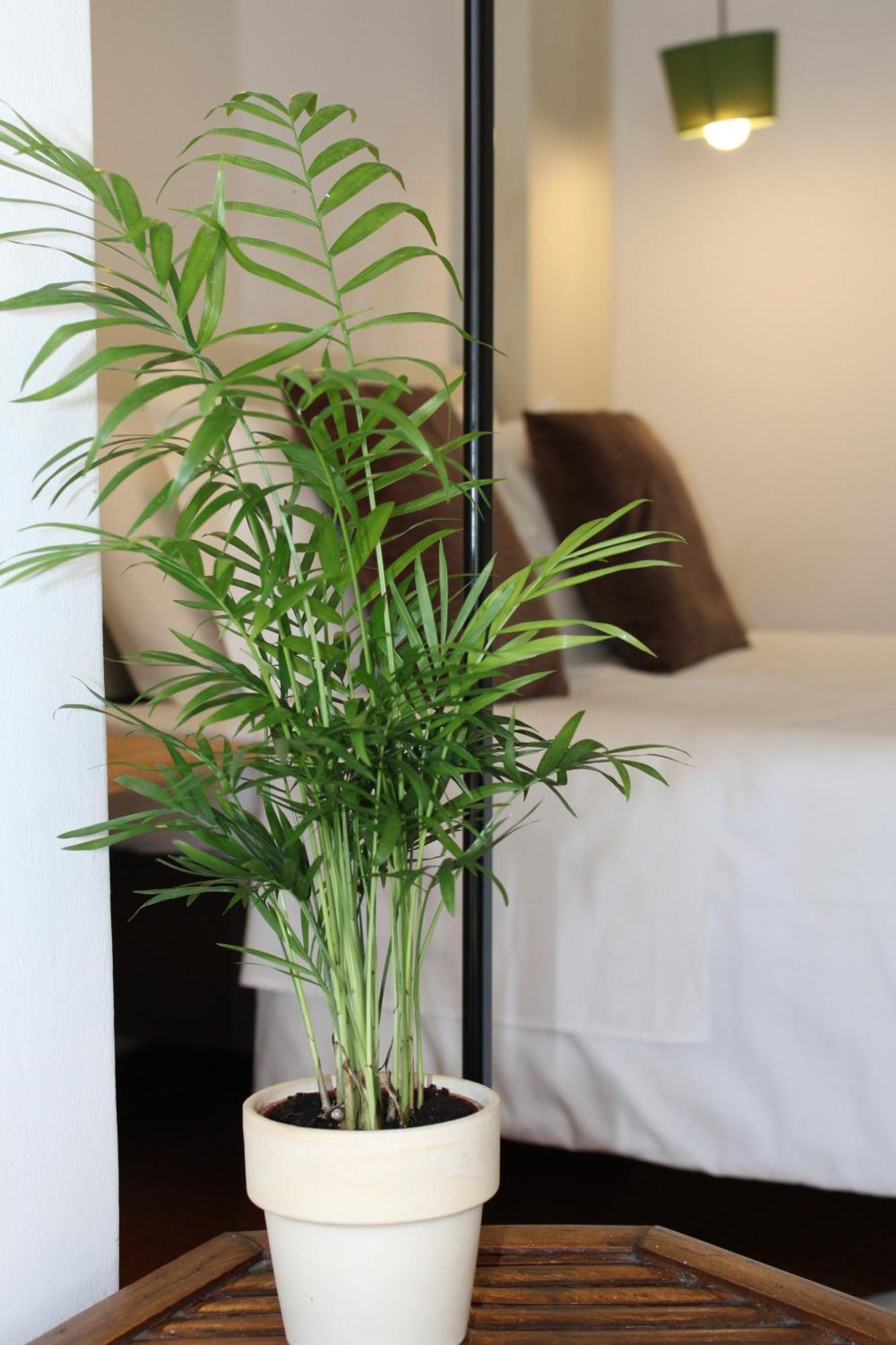 Zen Guest House - Museu Do Bonsai シントラ 部屋 写真